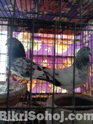 গিরিবাজ কবুতর